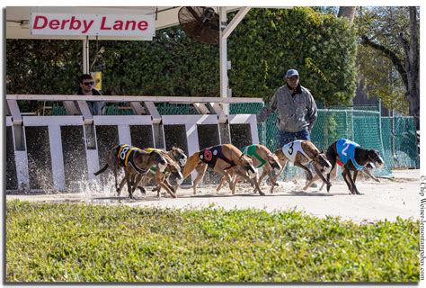 Derby Lane: From Greyhound Races to Poker Faces.